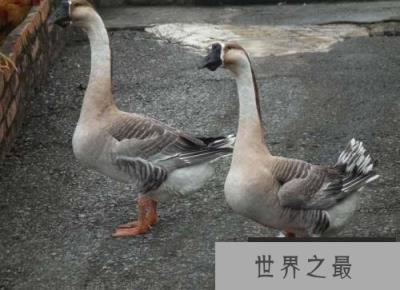 世界上最凶猛的家禽,家鹅十分好斗 世界上最凶猛的家禽,家鹅十分好斗