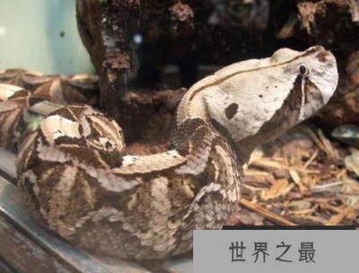 世界上毒牙最长的蛇,加蓬蝰蛇毒牙长达5cm 世界上毒牙最长的蛇,加蓬蝰蛇毒牙长达5cm