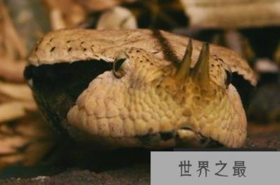 世界上毒牙最长的蛇,加蓬蝰蛇毒牙长达5cm 世界上毒牙最长的蛇,加蓬蝰蛇毒牙长达5cm