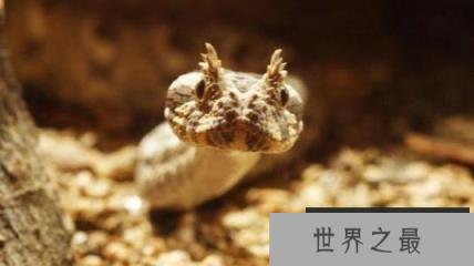 世界上毒牙最长的蛇,加蓬蝰蛇毒牙长达5cm 世界上毒牙最长的蛇,加蓬蝰蛇毒牙长达5cm