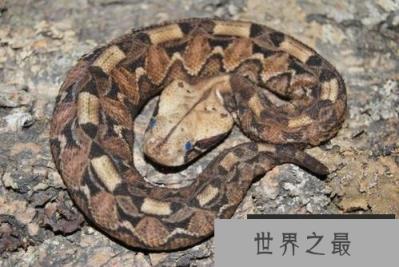 世界上毒牙最长的蛇,加蓬蝰蛇毒牙长达5cm 世界上毒牙最长的蛇,加蓬蝰蛇毒牙长达5cm