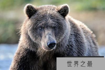 世界上体型最大的熊类,灰熊体重可达700千克 世界上体型最大的熊类,灰熊体重可达700千克