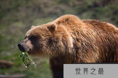 世界上体型最大的熊类,灰熊体重可达700千克 世界上体型最大的熊类,灰熊体重可达700千克