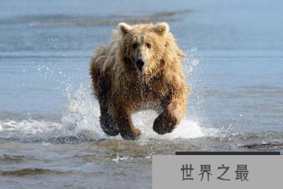 世界上体型最大的熊类,灰熊体重可达700千克 世界上体型最大的熊类,灰熊体重可达700千克