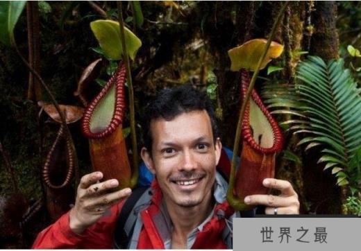 世界上最大的食人树 马来王猪笼草(奇妙的植物)