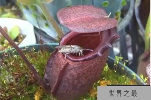 世界上最大的食人树 马来王猪笼草(奇妙的植物)
