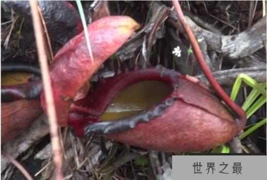 世界上最大的食人树 马来王猪笼草(奇妙的植物)