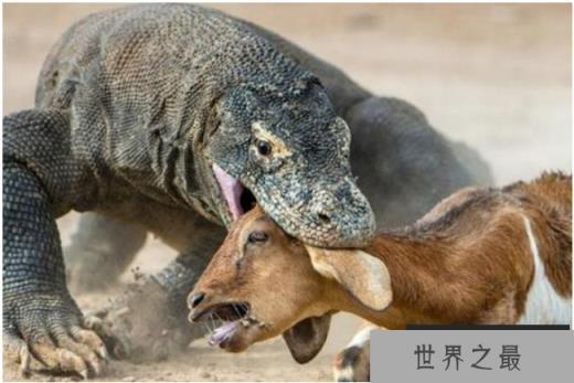 世界上最大最毒的蜥蜴 科莫多巨蜥(体型巨大)