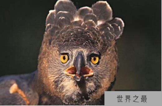 世界上最厉害的猛禽 非洲冕雕来自于非洲(捕食能力强)