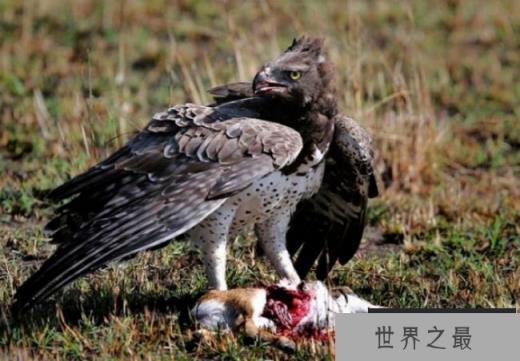 世界上最厉害的猛禽 非洲冕雕来自于非洲(捕食能力强)