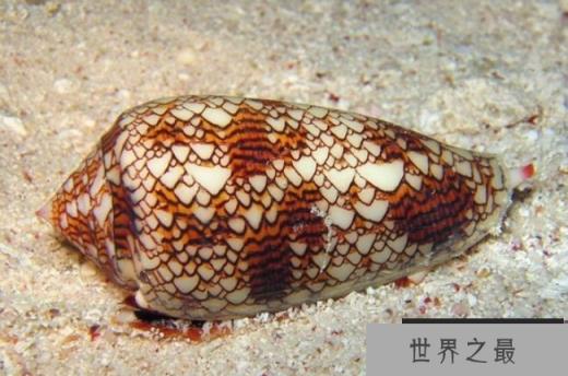 世界最毒的蜗牛 锥形蜗牛毒液瞬间致人死亡(拥有剧毒)