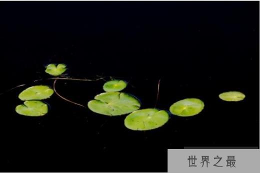 世界上最小的水果 浮萍长1毫米重70毫克(分布范围广)