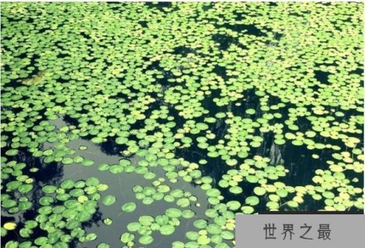 世界上最小的水果 浮萍长1毫米重70毫克(分布范围广)