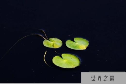 世界上最小的水果 浮萍长1毫米重70毫克(分布范围广)