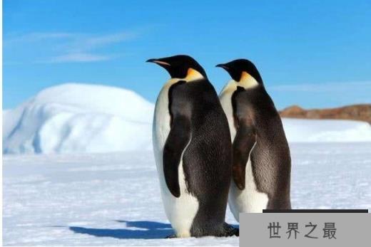 世界上最大的企鹅 皇帝企鹅身高可达120厘米(群居动物)