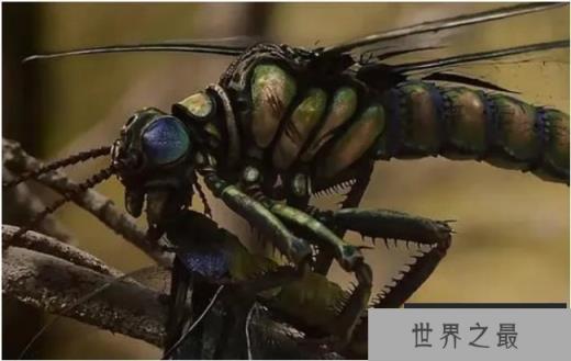世界历史上十大最大动物 巨脉蜻蜓体长75厘米(已经灭绝)