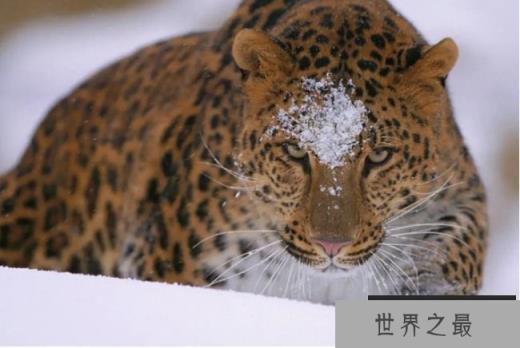 世界十大最稀有动物 远东豹目前只剩57只(濒危物种)