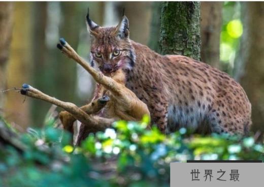 世界十大最稀有动物 远东豹目前只剩57只(濒危物种)