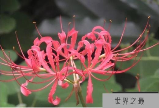 世界上十大不吉利花 彼岸花是冥界唯一的花(有花无叶)