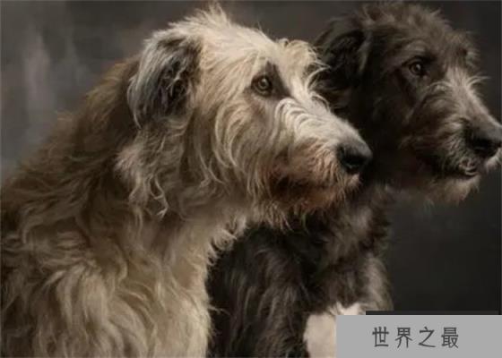 世界上尾巴最长的狗爱尔兰猎狼犬尾巴长76.8cm(体型庞大) 世界上尾巴最长的狗爱尔兰猎狼犬尾巴长76.8cm(体型庞大)