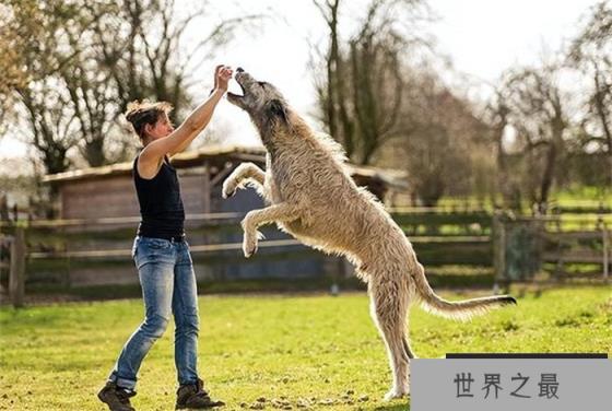 世界上尾巴最长的狗爱尔兰猎狼犬尾巴长76.8cm(体型庞大) 世界上尾巴最长的狗爱尔兰猎狼犬尾巴长76.8cm(体型庞大)