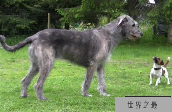 世界上尾巴最长的狗爱尔兰猎狼犬尾巴长76.8cm(体型庞大) 世界上尾巴最长的狗爱尔兰猎狼犬尾巴长76.8cm(体型庞大)
