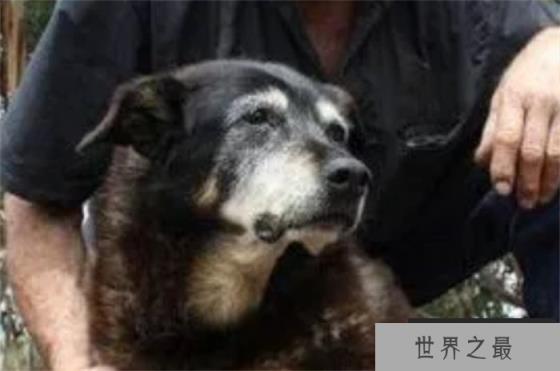 世界寿命最长的狗狗活了30年相当于人类133岁(名叫麦基) 世界寿命最长的狗狗活了30年相当于人类133岁(名叫麦基)