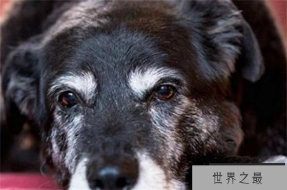 世界寿命最长的狗狗活了30年相当于人类133岁(名叫麦基) 世界寿命最长的狗狗活了30年相当于人类133岁(名叫麦基)