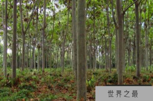 世界上生长最快的树 一年能长5-6米(轻木生长速度快)