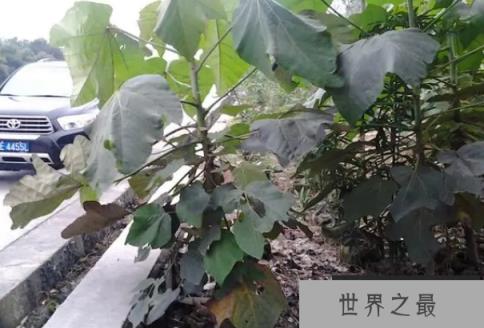 世界上生长最快的树 一年能长5-6米(轻木生长速度快)