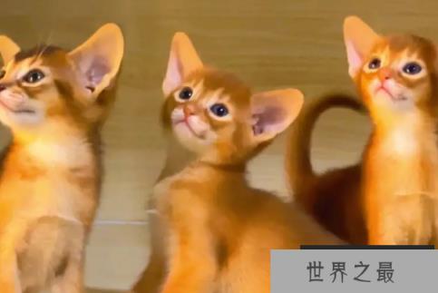 世界上血统最高贵的猫 阿比西尼亚猫(有4000年历史)