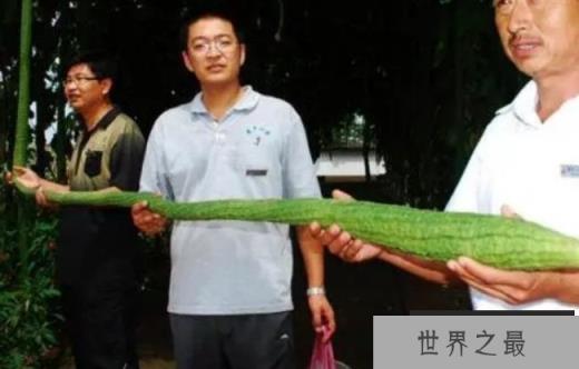 世界上最长的丝瓜 来自于中国(4.05米超长丝瓜) 世界上最长的丝瓜 来自于中国(4.05米超长丝瓜)