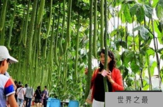 世界上最长的丝瓜 来自于中国(4.05米超长丝瓜) 世界上最长的丝瓜 来自于中国(4.05米超长丝瓜)