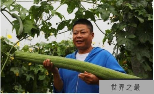 世界上最长的丝瓜 来自于中国(4.05米超长丝瓜) 世界上最长的丝瓜 来自于中国(4.05米超长丝瓜)