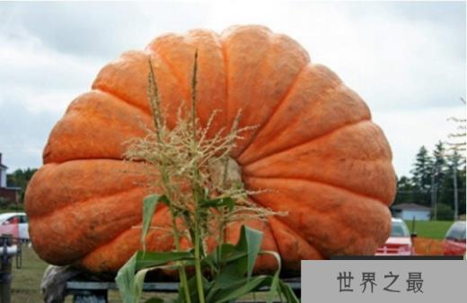 世界上最大的南瓜 写入吉尼斯记录里边(将近2000斤) 世界上最大的南瓜 写入吉尼斯记录里边(将近2000斤)