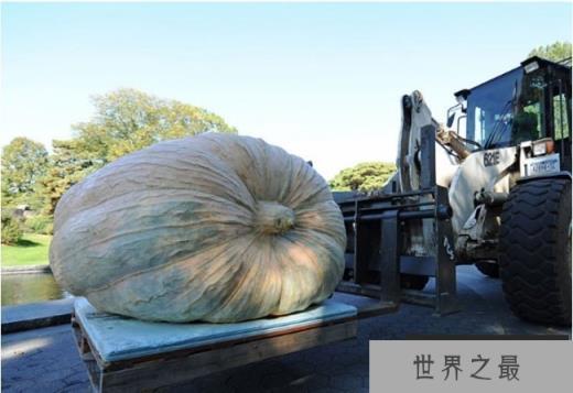 世界上最大的南瓜 写入吉尼斯记录里边(将近2000斤) 世界上最大的南瓜 写入吉尼斯记录里边(将近2000斤)