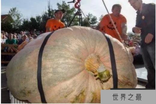 世界上最大的南瓜 写入吉尼斯记录里边(将近2000斤) 世界上最大的南瓜 写入吉尼斯记录里边(将近2000斤)
