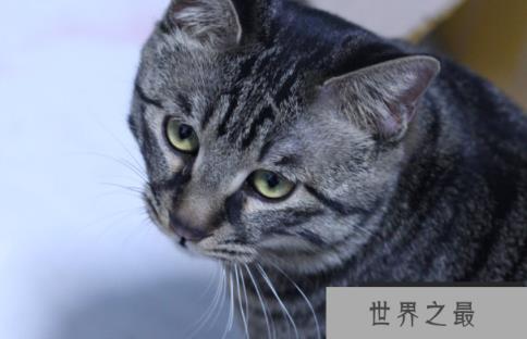 世界上最长寿的猫活了多久 38岁零3天 (虎斑猫)