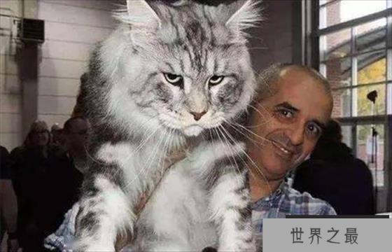 世界上最长的猫毛有多长 毛长25.68厘米(SophieSmith) 世界上最长的猫毛有多长 毛长25.68厘米(SophieSmith)