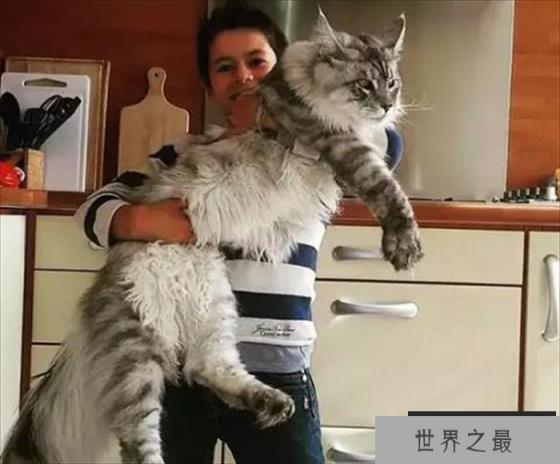 世界上最长的猫毛有多长 毛长25.68厘米(SophieSmith) 世界上最长的猫毛有多长 毛长25.68厘米(SophieSmith)