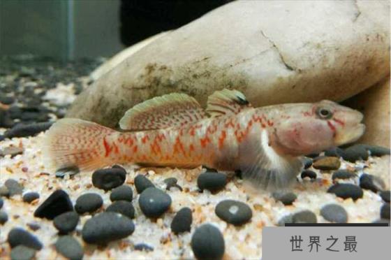 世界上死亡最快的鱼 白鰕虎鱼 大约只有一年寿命(寿命最短) 世界上死亡最快的鱼 白鰕虎鱼 大约只有一年寿命(寿命最短)