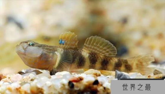 世界上死亡最快的鱼 白鰕虎鱼 大约只有一年寿命(寿命最短) 世界上死亡最快的鱼 白鰕虎鱼 大约只有一年寿命(寿命最短)