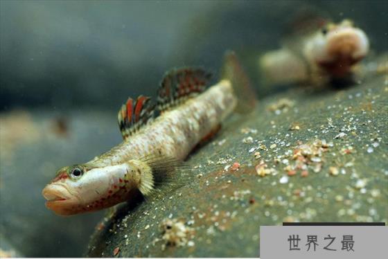 世界上死亡最快的鱼 白鰕虎鱼 大约只有一年寿命(寿命最短) 世界上死亡最快的鱼 白鰕虎鱼 大约只有一年寿命(寿命最短)