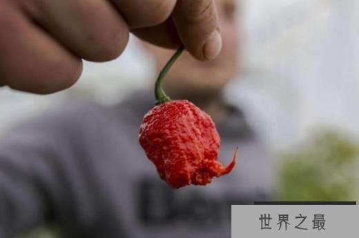 世界上最辣的辣椒 卡罗来纳死神(据说辣死过人) 世界上最辣的辣椒 卡罗来纳死神(据说辣死过人)