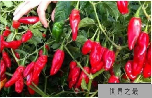世界上最辣的辣椒 卡罗来纳死神(据说辣死过人) 世界上最辣的辣椒 卡罗来纳死神(据说辣死过人)