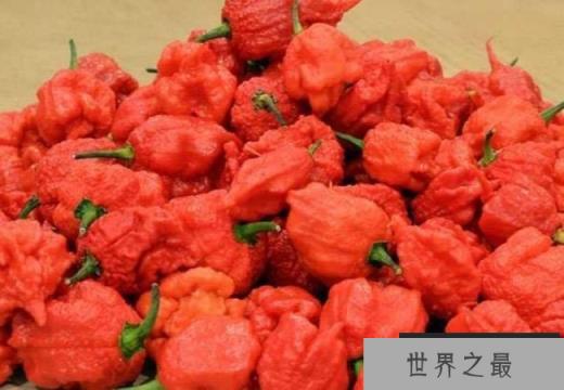 世界上最辣的辣椒 卡罗来纳死神(据说辣死过人) 世界上最辣的辣椒 卡罗来纳死神(据说辣死过人)