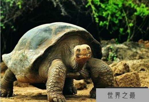 世界史上最大乌龟 古巨龟重达2000多公斤(体长4.1米) 世界史上最大乌龟 古巨龟重达2000多公斤(体长4.1米)
