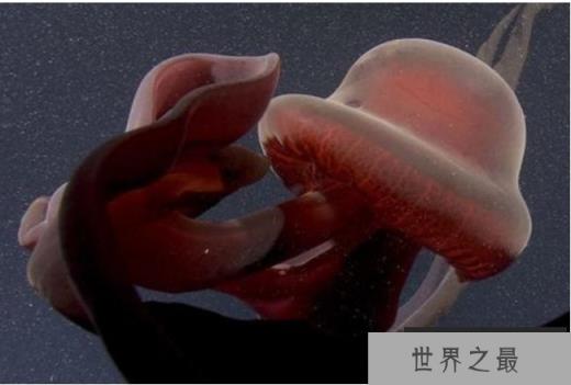 南极洲深海拍到罕见冥河水母 触手约10米长(体型巨大) 南极洲深海拍到罕见冥河水母 触手约10米长(体型巨大)