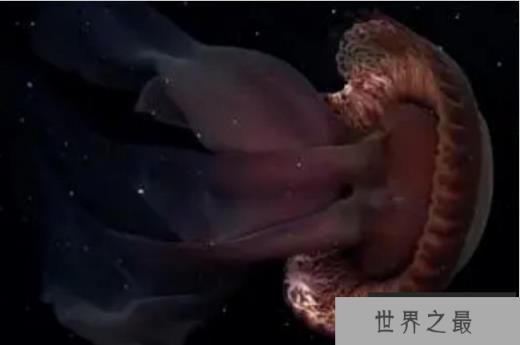 南极洲深海拍到罕见冥河水母 触手约10米长(体型巨大) 南极洲深海拍到罕见冥河水母 触手约10米长(体型巨大)