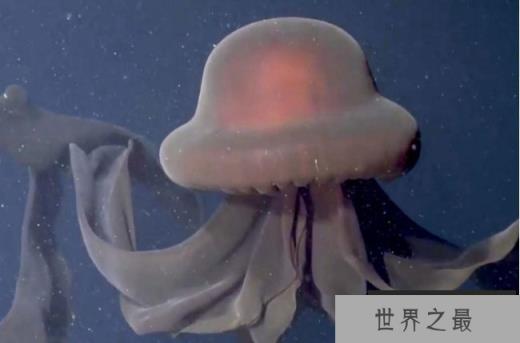 南极洲深海拍到罕见冥河水母 触手约10米长(体型巨大) 南极洲深海拍到罕见冥河水母 触手约10米长(体型巨大)